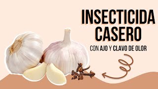 Insecticida Casero con AJO 🧄 y CLAVO DE OLOR [upl. by Arimihc]