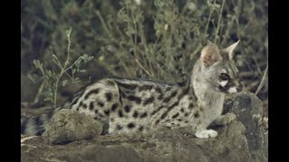 Pretty Genet Gets A Fright [upl. by Inuat]