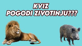 KVIZ ZA DECU  KOLIKO ZNAS O ZIVOTINJAMA [upl. by Bambi]