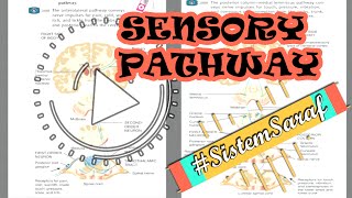 SENSORY PATHWAY Jaras Sensorik ALS amp Posterior ColumnMedial Lemnicus SistemSaraf [upl. by Xed]