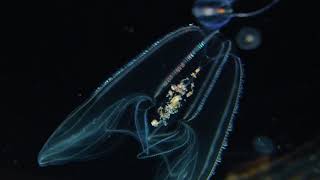 Lobed Comb Jelly  Bolinopsis infundibulum [upl. by Elbertina510]