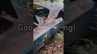 Mornings  the salvage yard chrysler automobile dodge vehicle car plymouth mopar cars [upl. by Napra]