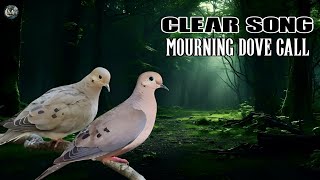 Mourning Dove call  Amazing Coo Call  Mourning Dove Song [upl. by Paik]