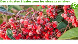 Une haie darbustes à petits fruits déco et utiles pour les oiseaux [upl. by Carmelia127]