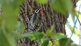 Sapsucker mews and stretches back pattern resembles an Owl [upl. by Smart528]