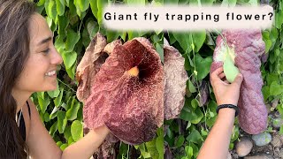 Plant Talk  Aristolochia gigantea Brasiliensis Pelican Flower  Sara Bendrick [upl. by Naihr96]