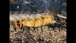 Juvenile White Beard Scolopendra Centipede feeding ´ ᗜ [upl. by Ennoitna]