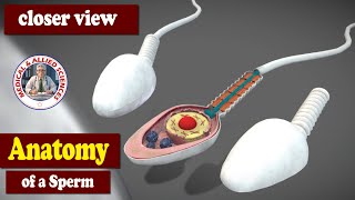 Anatomy of the Sperm [upl. by Ingrid]