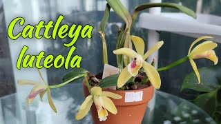 Cattleya luteola первое домашнее цветение [upl. by Hsetirp152]