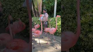 Famosa Flamingo 🦩 Walk at Discovery Cove 2024 shorts [upl. by Tracay]