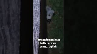 Adorable baby skunks sprayed me skunks skunk spraying liveandlearn animallover imaidiot [upl. by Ellersick]