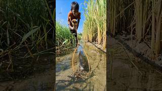 Amazing boy catching big sholfish by Rope Trap in small water ropetrapfishing fishingbytrap [upl. by Immot651]