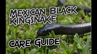 A Complete Mexican Black Kingsnake Care Guide [upl. by Burtie]