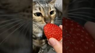 😸 compilation de chats et chatons les plus rigolos dinternet 😼 pour la bonne humeur [upl. by Fadiman]