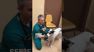 Kennel Cough Exam amp Test in Dogs [upl. by Othe978]