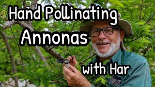 Hand Pollinating Annonas with Har [upl. by Laurene787]