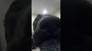 ❤️😂 Cutest Dog Moments Part 1😊🐶 dogs pets cutedog [upl. by Spector]