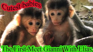 Precious Baby Monkey  First meet between Gianni With Elias [upl. by Krahmer931]