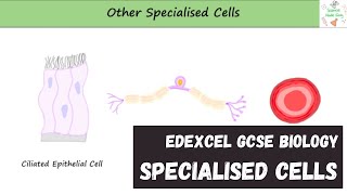 Edexcel GCSE Biology  Specialised Cells [upl. by Neyrb]