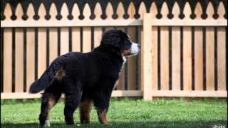 8 Months of Merlin the Bernese Mountain Dog puppy [upl. by Kralc]