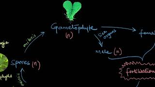 Pteridophytes  Plant Kingdom  Biology  Khan Academy [upl. by Ingram]