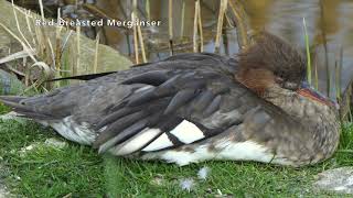 Redbreasted Merganser♀ [upl. by Alikahs]