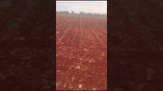 125 Acres Of Fair Genuine Red Land For Sale at Kanigiri MandalPrakasam DistrictContact 9948152155 [upl. by Fina794]