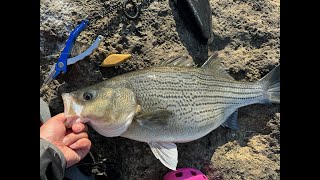 Catching Giant Hybrid Striped Bass [upl. by Aisats687]