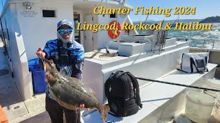 Lingcod Rockcod amp Halibut Charter Fishing  Berkeley CA 2024 deepblueseachartergoldeneye2000 [upl. by Slack754]