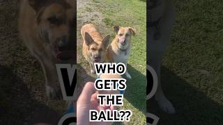 two dogs one ball funnypet dog [upl. by Ylluz]