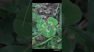 palmately compound leaves class11 biology neet study nature [upl. by Bernadene]