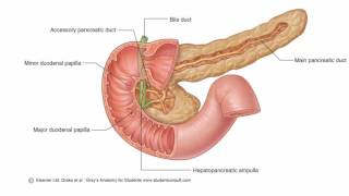 Anatomy 1  C2  L11  Biliary system [upl. by Thorndike]