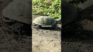 Turtle vs Cricket Epic Slow Mo Battle funny music edit sugarhigh anime [upl. by Durning]