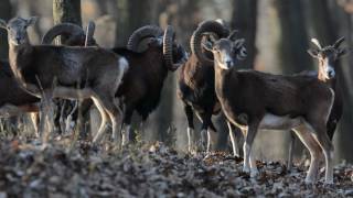 Mouflon Ram hunting in Europe with Passion amp Prey [upl. by Iznil572]