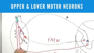 Upper and Lower Motor Neuron Lesions [upl. by Dulcie]