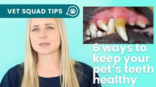 Vet explains 6 ways to keep your pets teeth healthy  PET CIRCLE [upl. by Selwin]