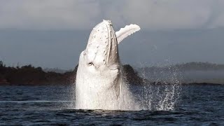 15 Incredible WHALE Species That Actually Exist [upl. by Yenolem50]