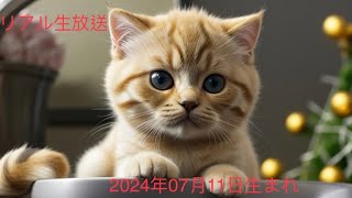 （41子猫の生後1日からの成長過程を生中継する世界で唯一の生中継🥰🥰🥰可愛い猫の子、生後41日目🥰毎日癒されています❤ 可愛い猫が好きです❤ [upl. by Staw]