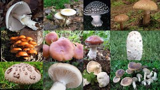 champignons comestible Quelles sont les champignons comestibles [upl. by Sinclair]