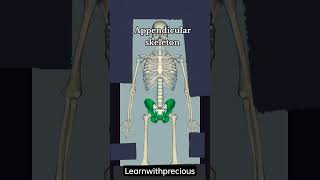 human skeletonaxial appendicularskeleton anatomy [upl. by Lupee]