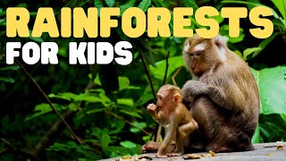 Rainforests for Kids  Learn all about the two types of rainforests [upl. by Enilrahc]