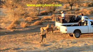 Cheetahs running at a Safari park with Percy Tours Hermanus [upl. by Atirihs]