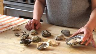 Understanding Types of Oysters [upl. by Edith747]