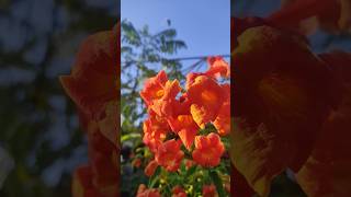 Tecoma flower 🌼ytshorts flower gardening grihshobha [upl. by Jeuz]