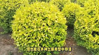 川滇腊树球美植袋苗苗圃种植基地大量供应 [upl. by Dnalevelc]