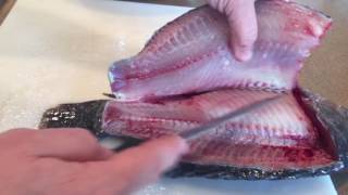 How to fillet a tilapia by Bluegrass Aquaponics [upl. by Epstein]