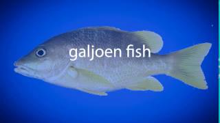 How to pronounce galjoen fish [upl. by Arva]