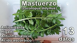 13 datos sobre el MASTUERZO coronopus didymus [upl. by Ardnek]