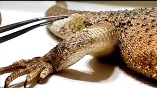 Molting Bearded Dragon SHED•REMOVAL  SATISFYING VIDEO  ChuckNorrizBeardedDragons stayrad [upl. by Gazzo]