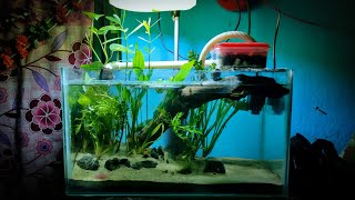 Aquarium Plants Wild Snails  NO CO2 NO Ferts Planted Tank  Project WILD GREEN [upl. by Etselec]